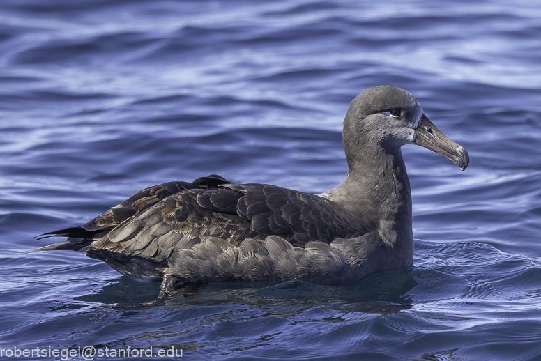 Monterey Bay whale watching